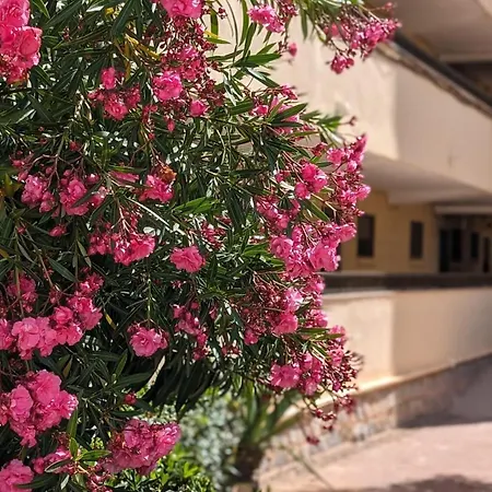 Colores Del Mar 또레비에하